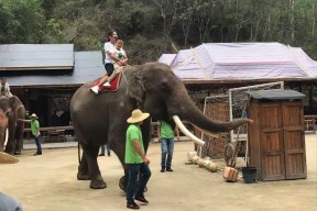 jnh-云南野象主场告捷，实力不容小视的简单介绍